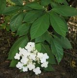 Hydrangea heteromalla