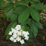 Hydrangea heteromalla. Соцветие и листья. Приморский край, Уссурийский городской округ, окр. с. Горно-Таёжное, Дендрарий ГТС им. Комарова. 06.07.2016.