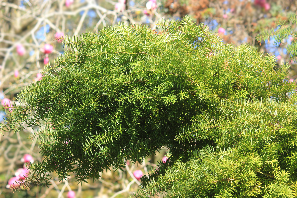 Изображение особи Podocarpus laetus.