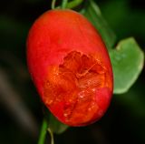 Coccinia grandis