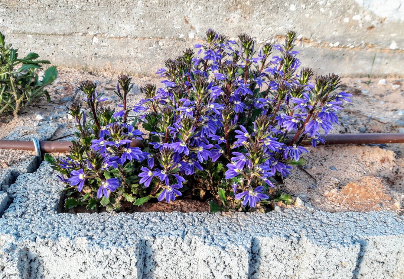 Image of Scaevola humilis specimen.