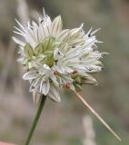 Allium leptomorphum