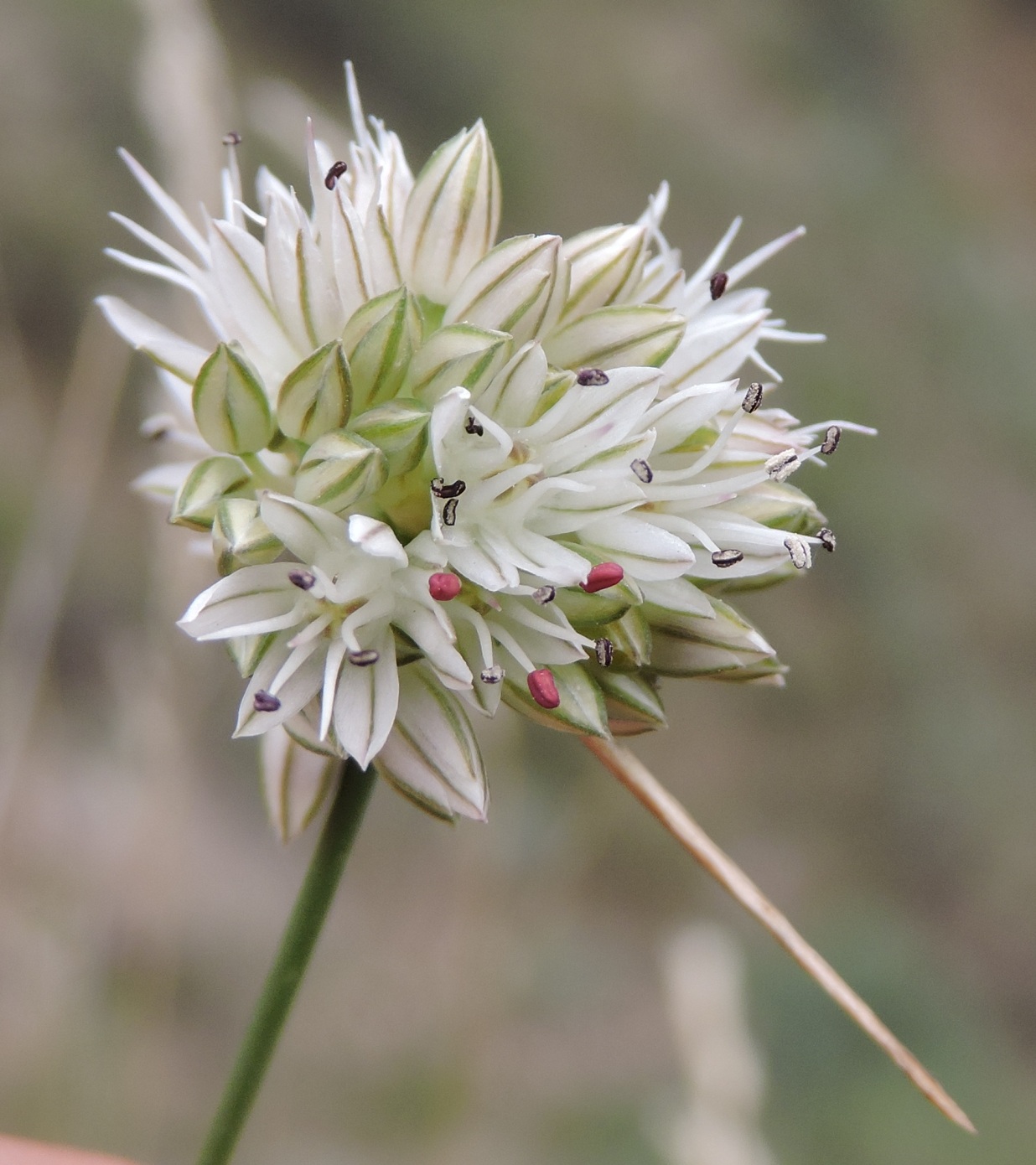 Изображение особи Allium leptomorphum.