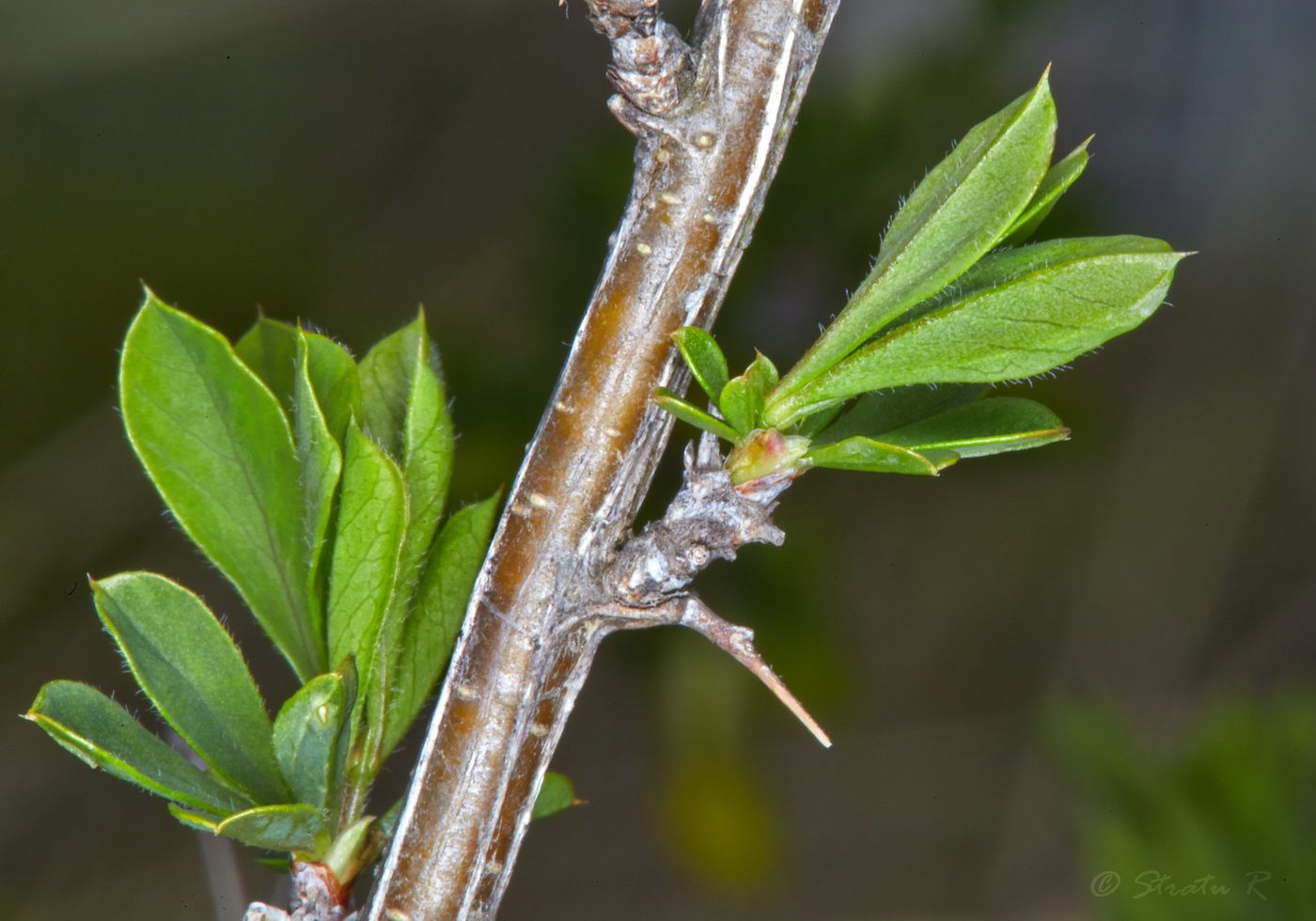 Image of genus Caragana specimen.