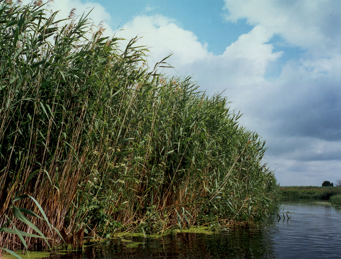 Изображение особи Phragmites australis.