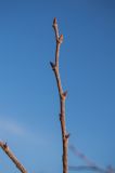 Image of taxon representative. Author is Ренат Рахматуллин