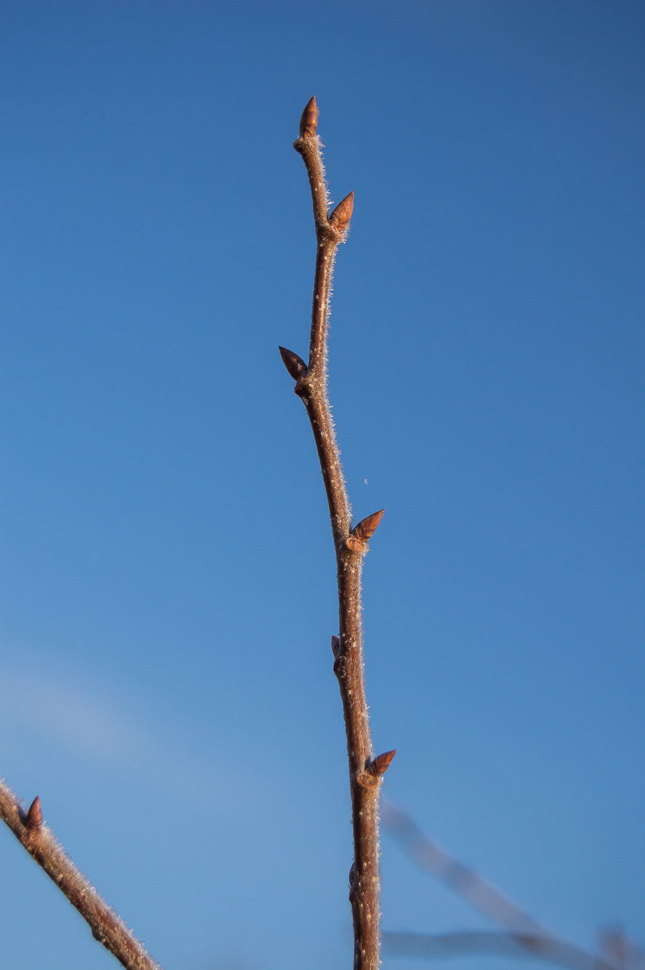 Image of genus Ulmus specimen.