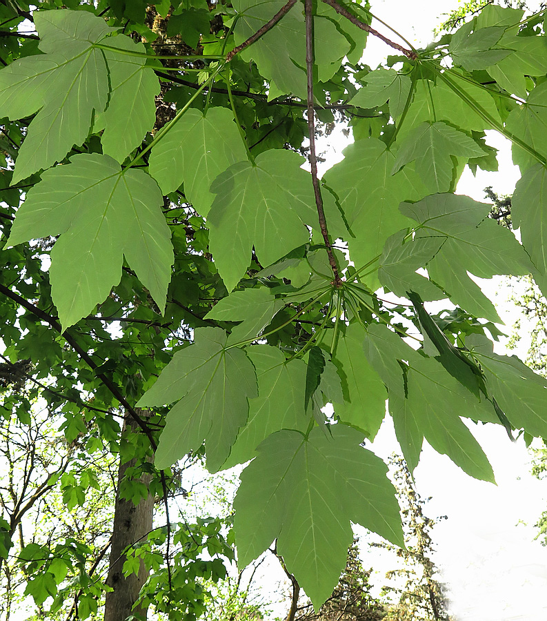 Image of Acer velutinum specimen.