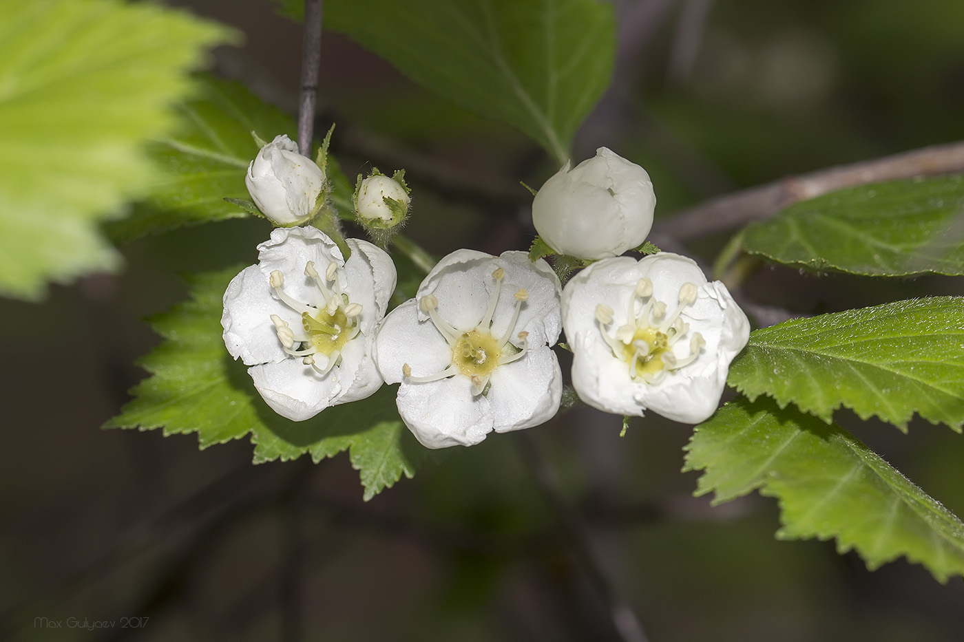 Изображение особи род Crataegus.