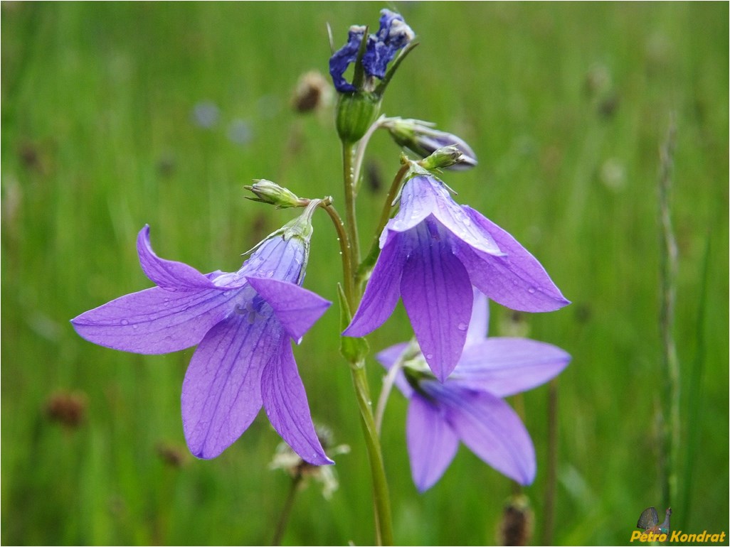 Image of Campanula patula specimen.