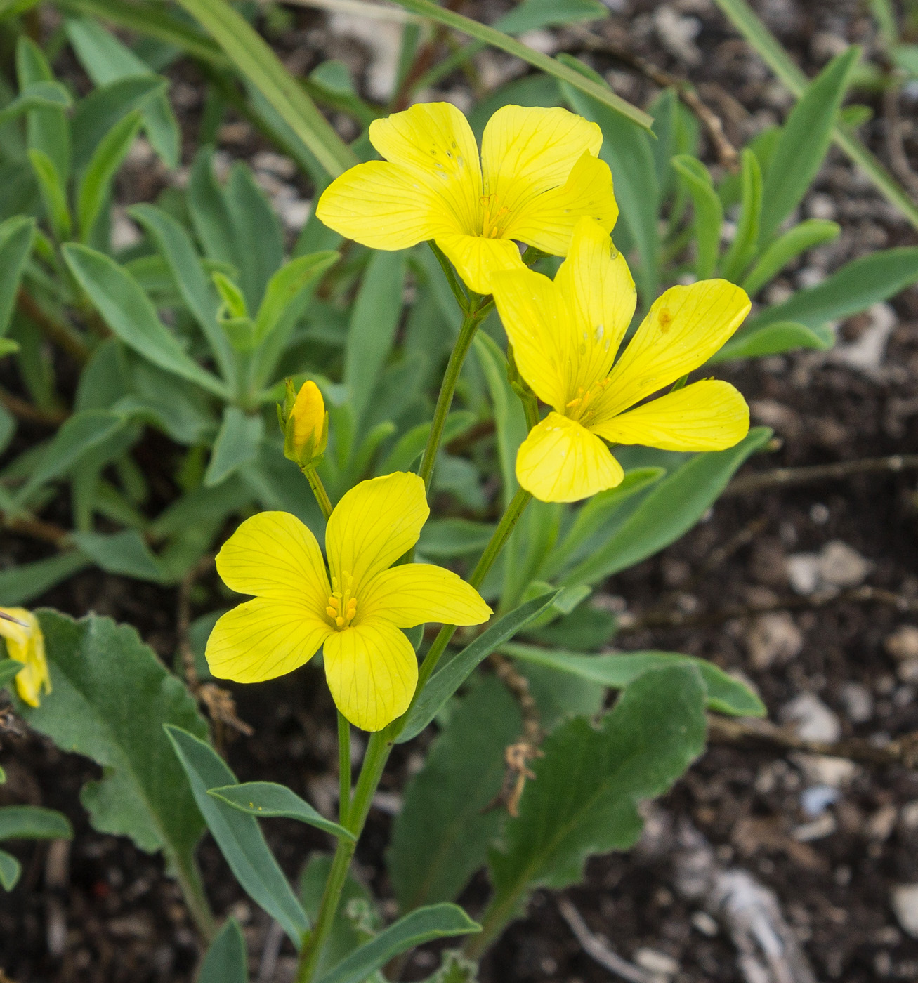 Изображение особи Linum nodiflorum.