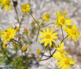 Senecio vernalis. Распустившиеся и нераспустившиеся соцветия. Крым, Арабатская стрелка, урочище Рожково. 30.05.2017.