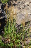 Rumex acetosella