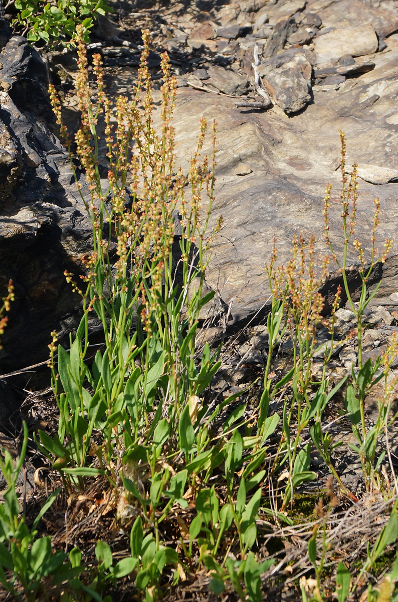 Изображение особи Rumex acetosella.