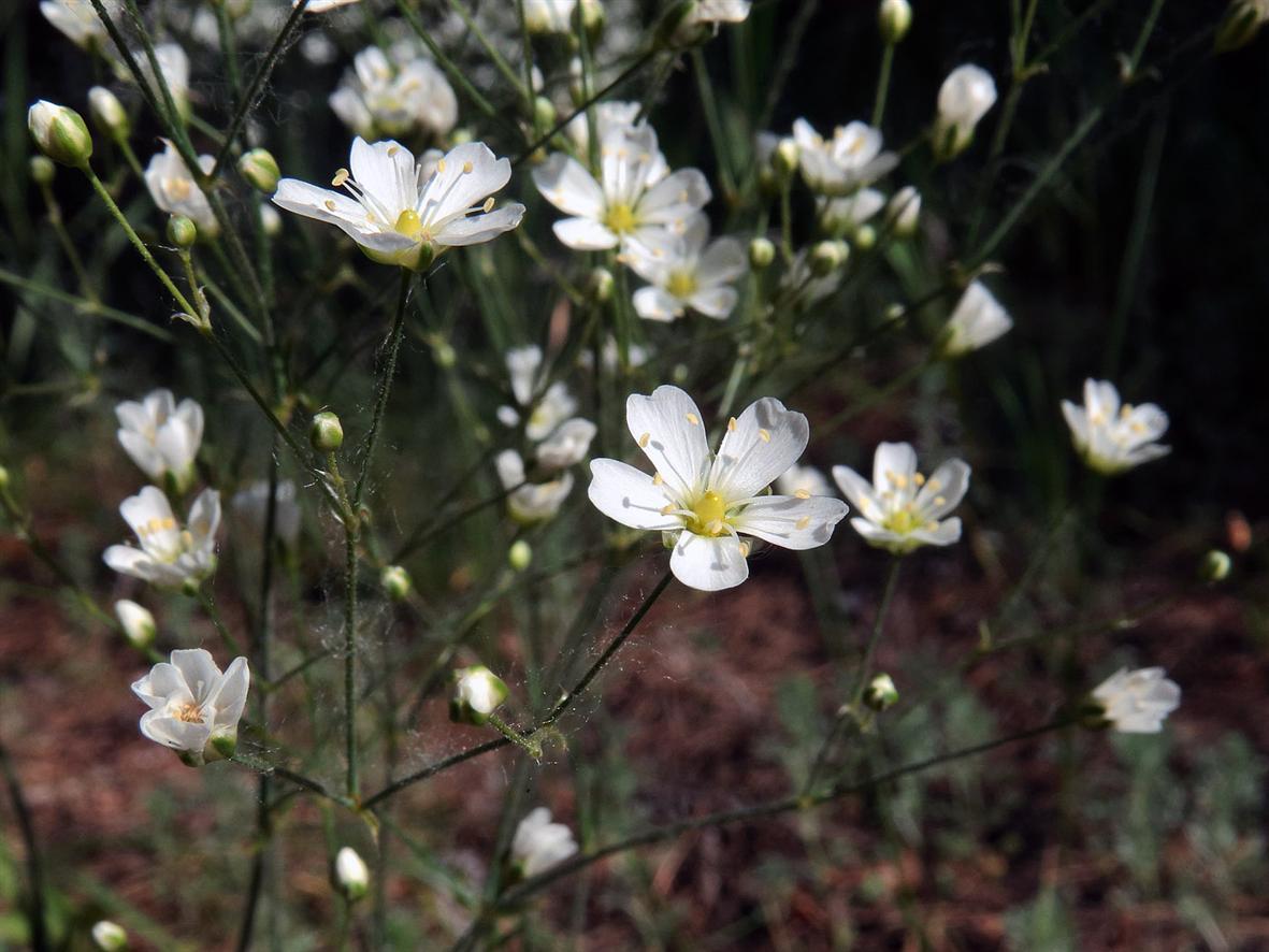 Image of Eremogone biebersteinii specimen.