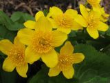 Caltha silvestris