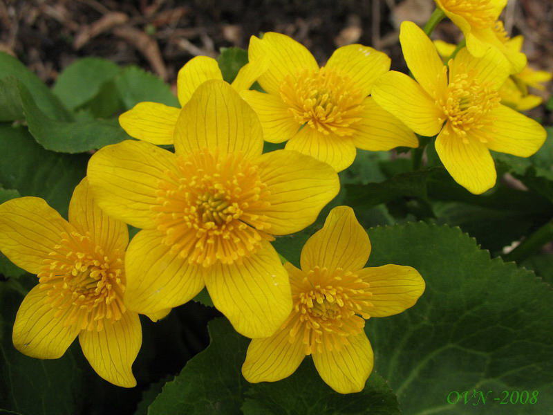 Image of Caltha silvestris specimen.