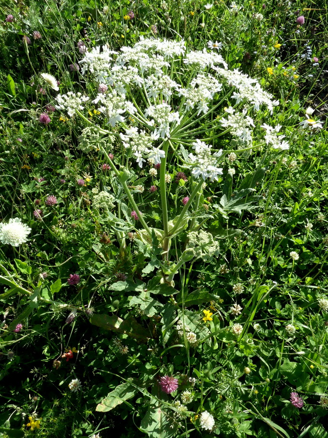 Image of Heracleum grandiflorum specimen.