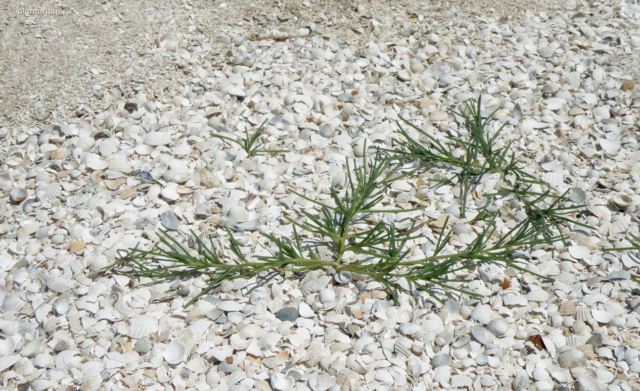 Image of Salsola tragus specimen.