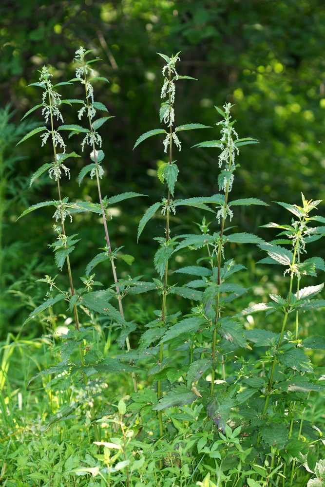 Изображение особи Urtica angustifolia.