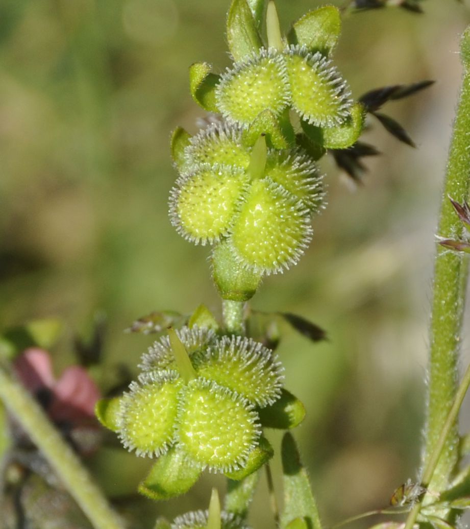 Image of Cynoglossum hungaricum specimen.