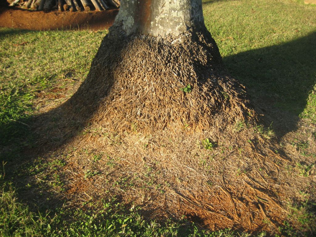 Image of Cocos nucifera specimen.