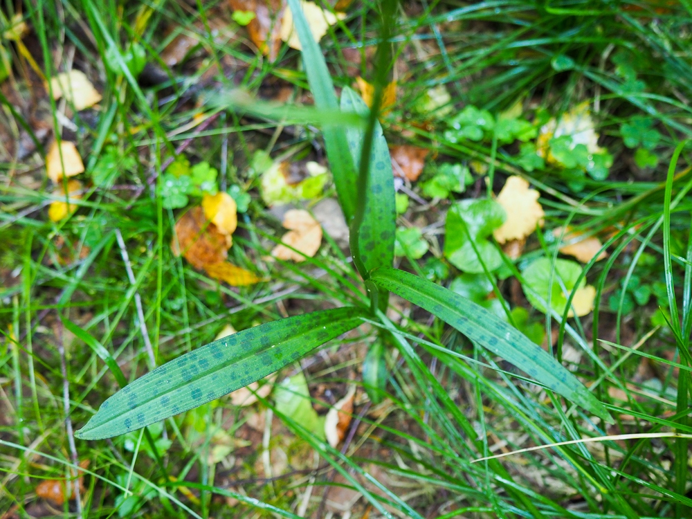 Image of Dactylorhiza maculata specimen.