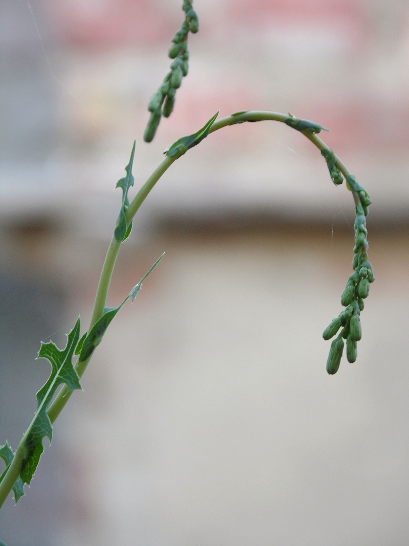 Изображение особи Lactuca serriola.