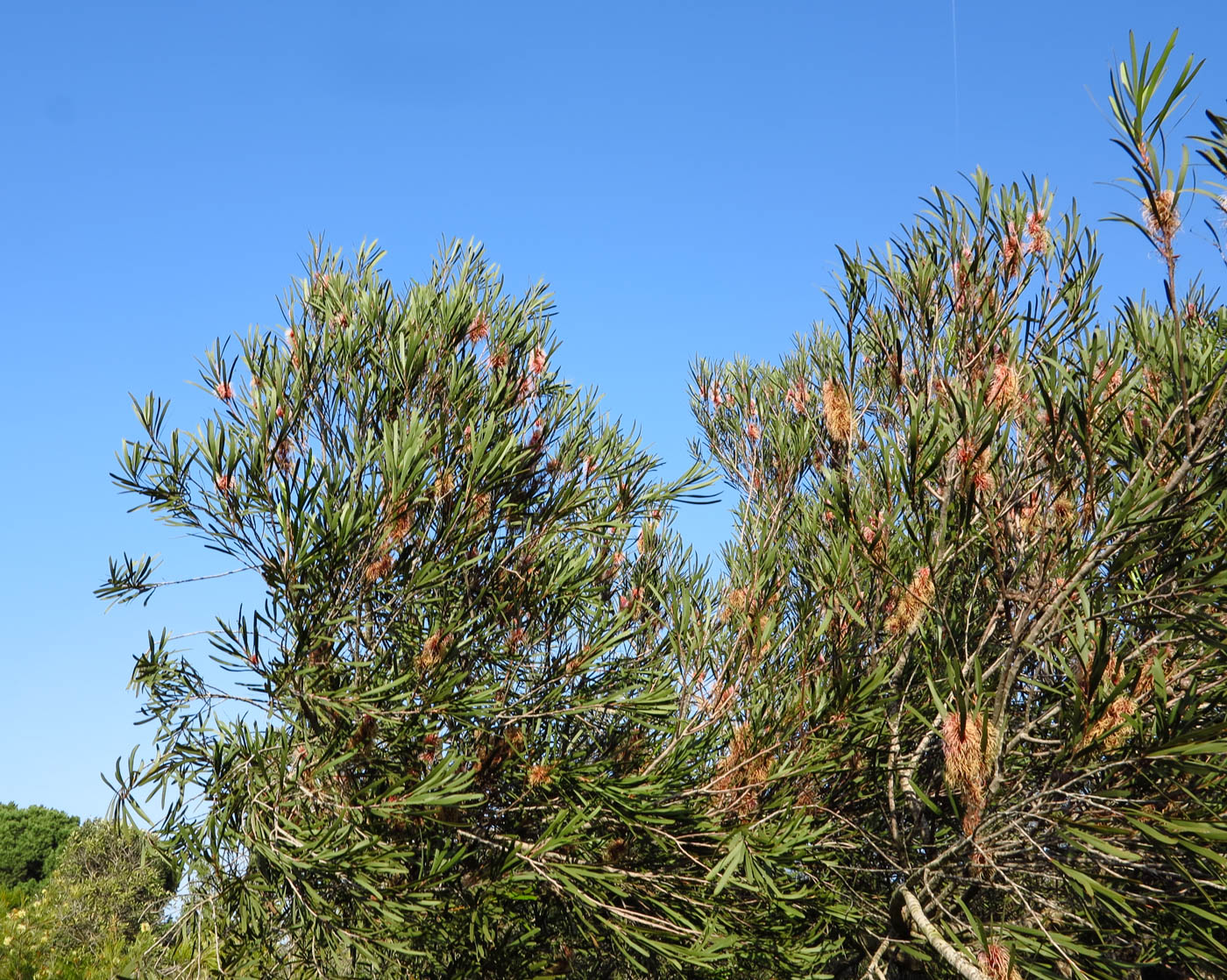 Image of Hakea multilineata specimen.