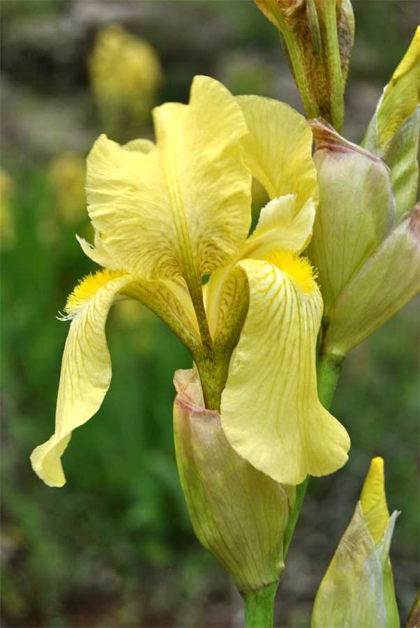 Изображение особи Iris imbricata.