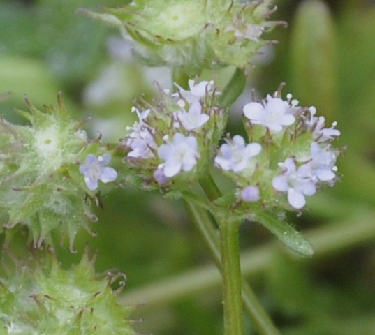 Image of Valerianella coronata specimen.