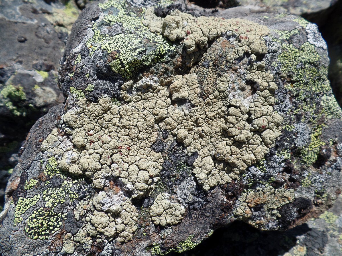 Изображение особи Ophioparma ventosa.