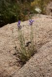 Campanula alberti