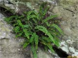 Asplenium trichomanes