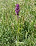 Dactylorhiza umbrosa