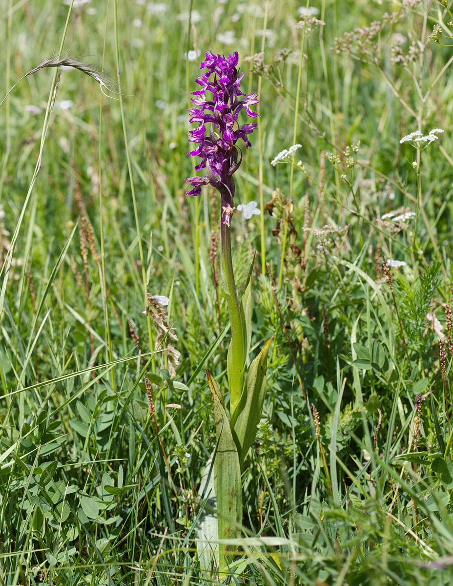 Изображение особи Dactylorhiza umbrosa.