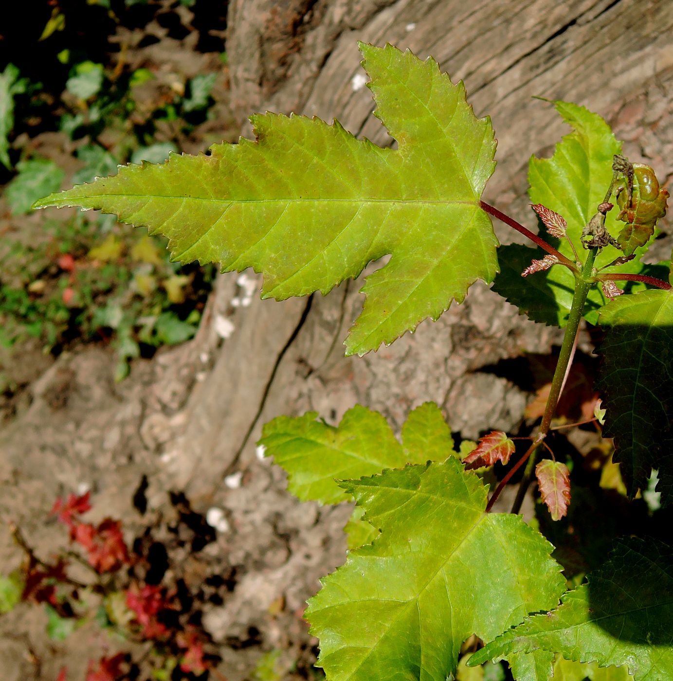 Image of genus Acer specimen.