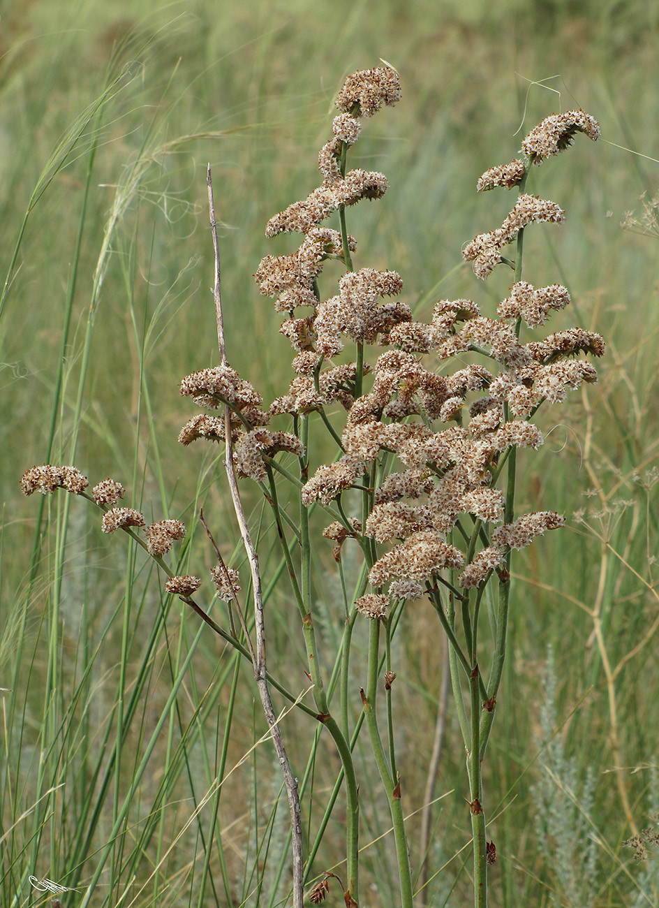 Image of Goniolimon eximium specimen.