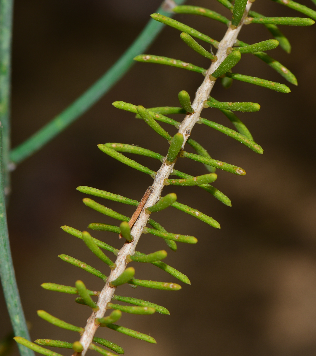 Изображение особи Calothamnus quadrifidus.