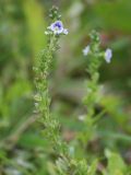 Veronica serpyllifolia. Верхушка цветущего растения. Московская обл., Истринский р-н, Павловская Слобода. 12.06.2008.