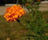 Tagetes erecta