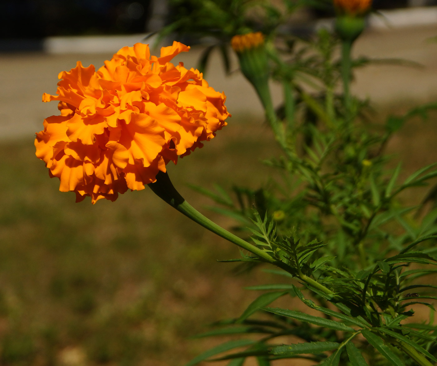 Image of Tagetes erecta specimen.