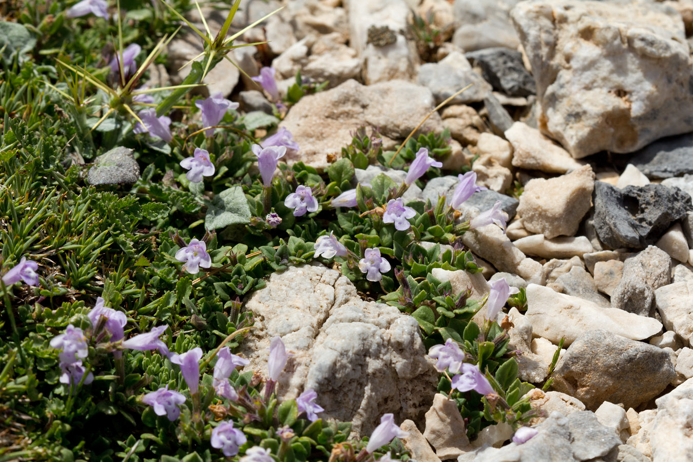 Image of Ziziphora granatensis specimen.