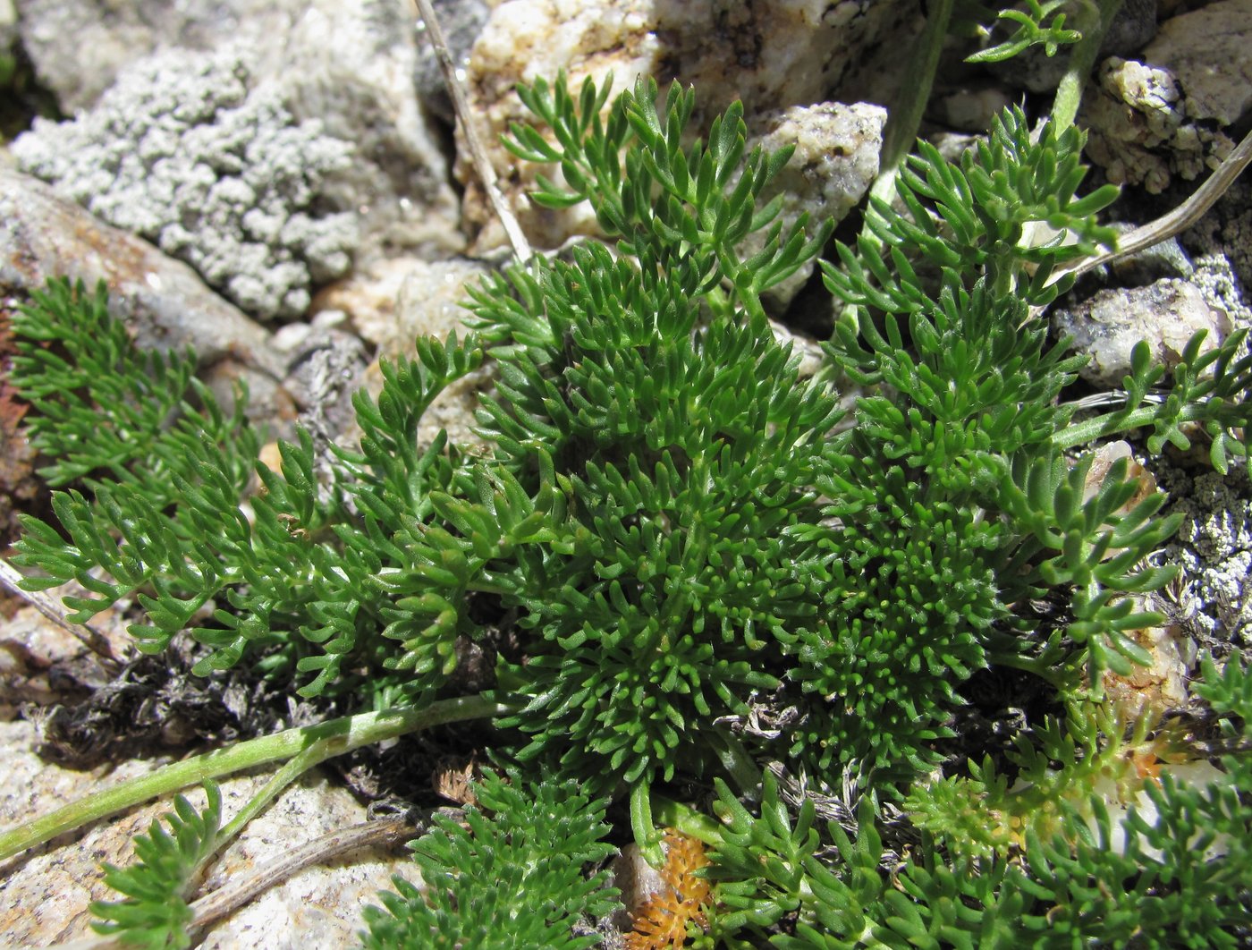 Image of Anthemis sosnovskyana specimen.