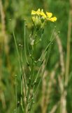 Erysimum canescens