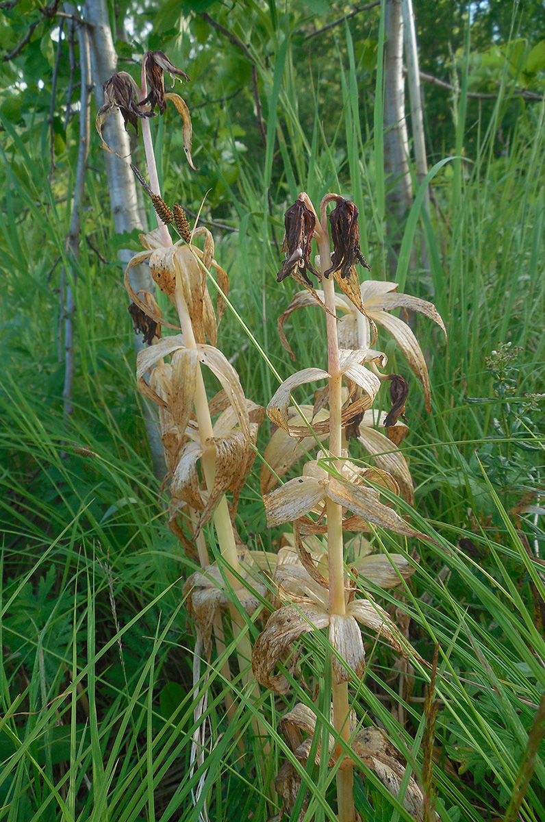 Изображение особи Fritillaria camschatcensis.