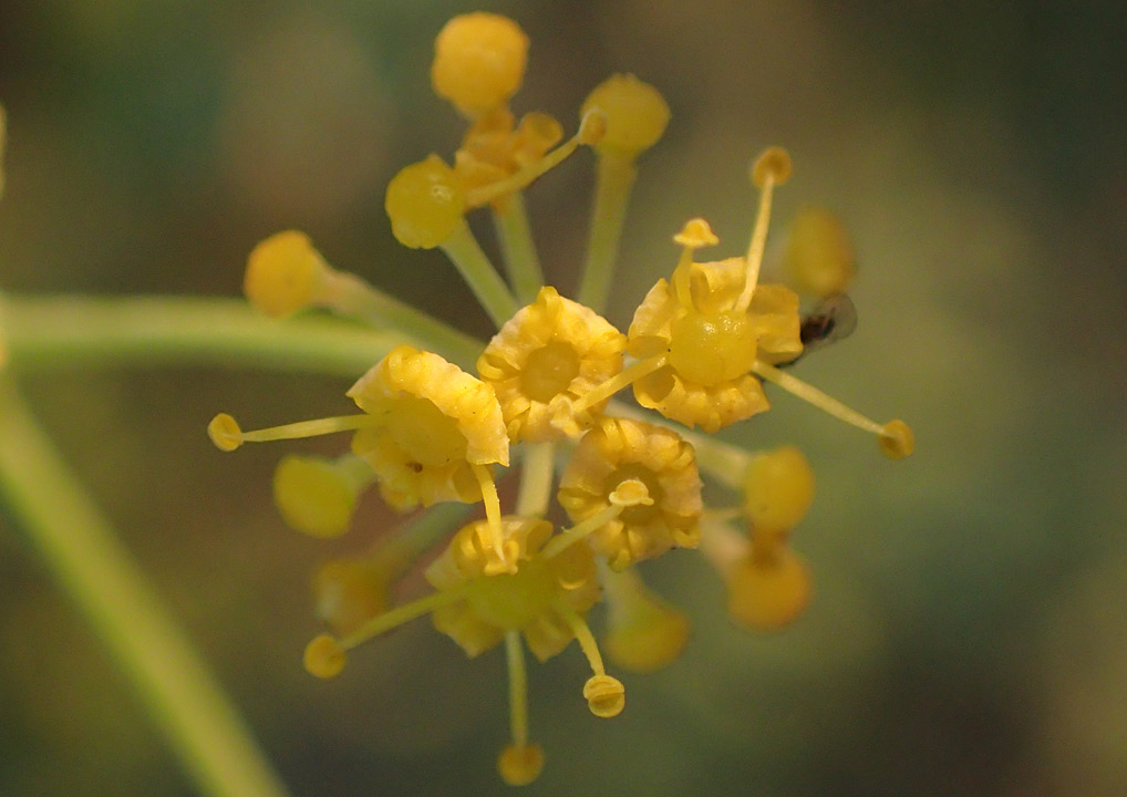 Image of Foeniculum vulgare specimen.