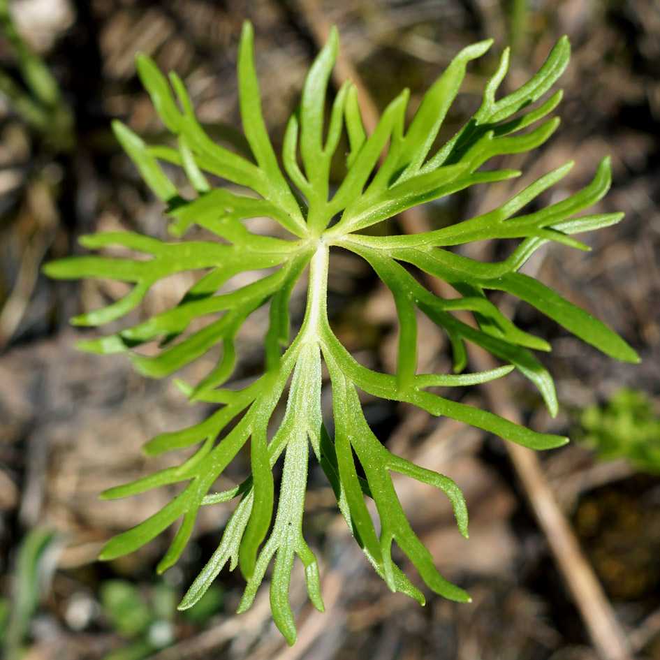 Изображение особи Anemonastrum calvum.