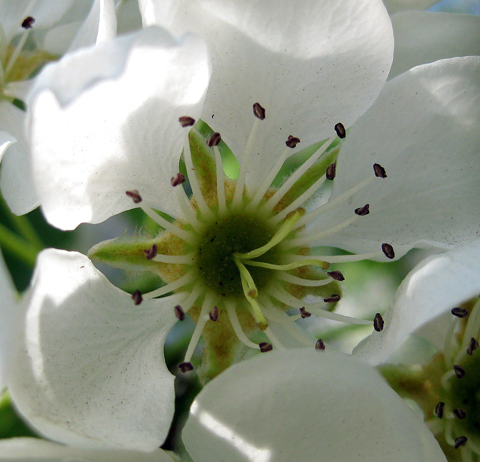 Image of Pyrus communis specimen.