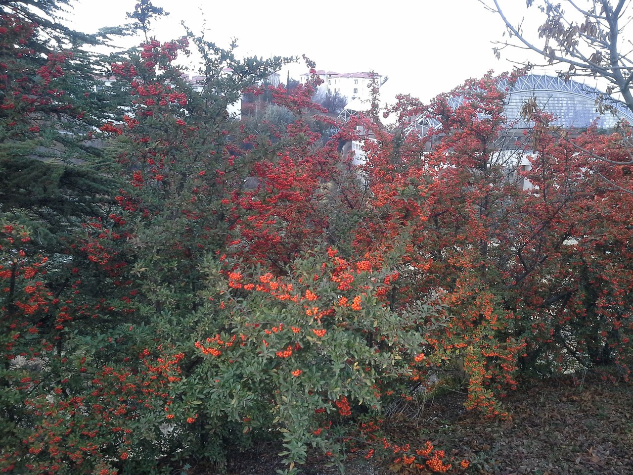 Image of Pyracantha coccinea specimen.